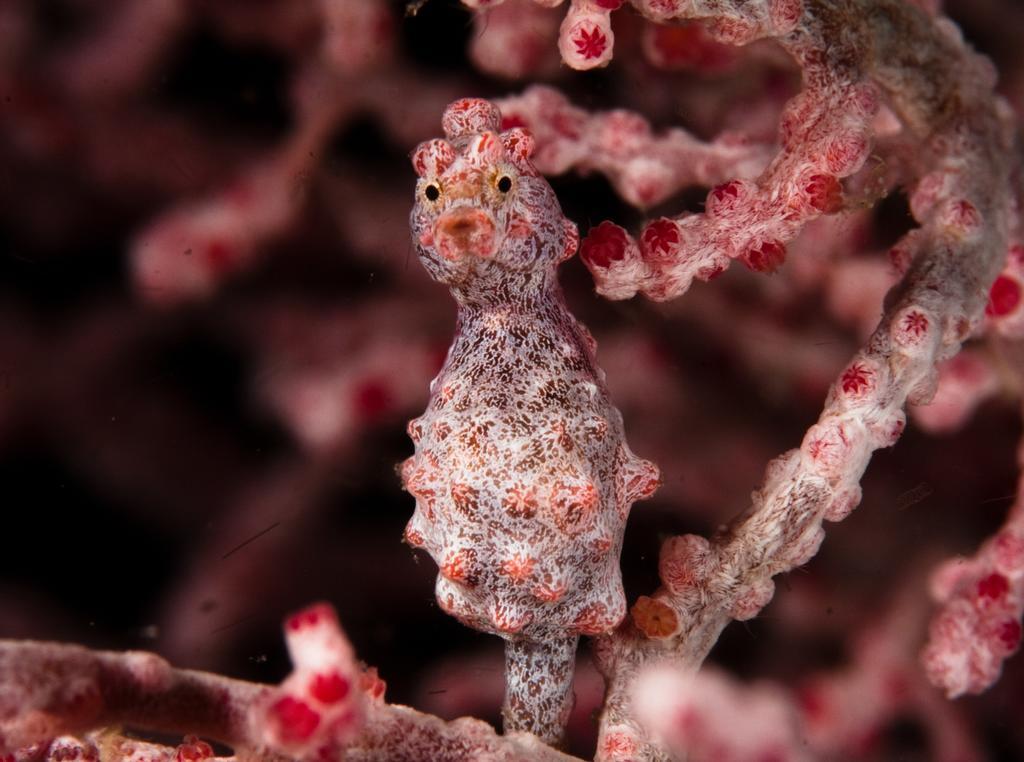 Evolution Dive And Beach Resort Logon Luaran gambar